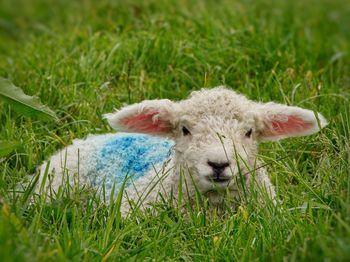 Portrait of a spring lamb on fresh green grass. looking at camera 