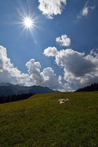 Scenic view of grassy field against sky