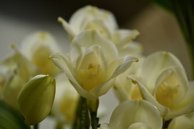 Close-up of white flowering plant