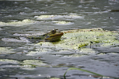 High angle view of frog in lake