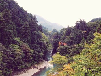 Scenic view of forest