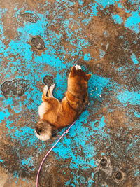 High angle view of cat on wall