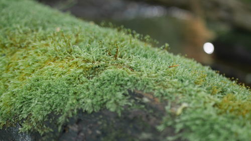 High angle view of moss growing on field