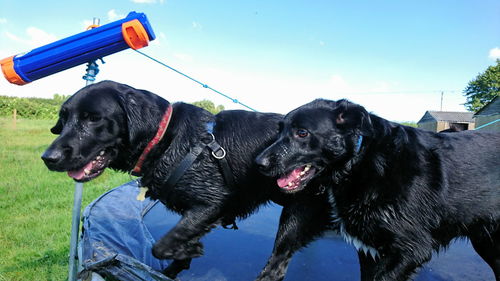 Close-up of black dogs against sky