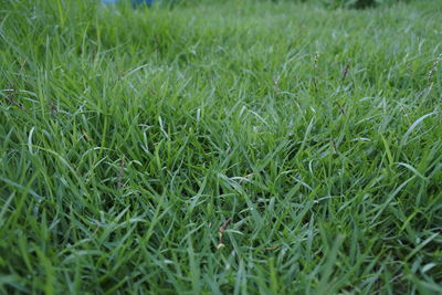 Full frame shot of green grass