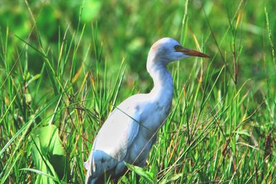 Close-up of gray heron on grass