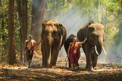 Men walking with elephants in forest