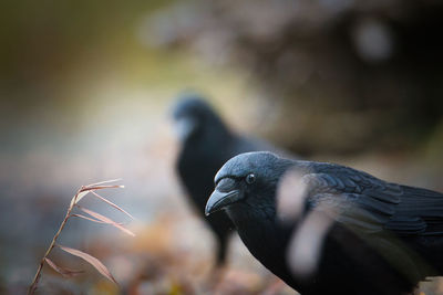 Close-up of pigeon perching