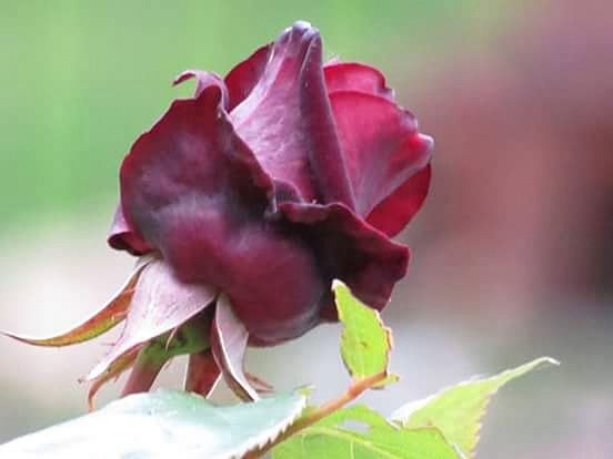 CLOSE-UP OF PLANT