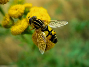 Close-up of bee pollinating on yellow flower