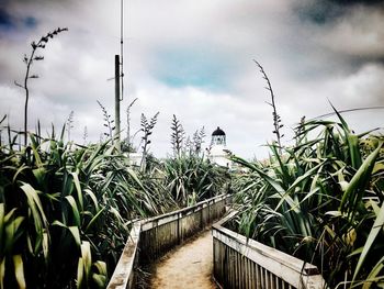 Plants growing on field against sky