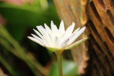 Close-up of water lily