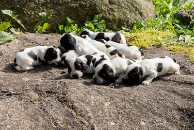 View of a sleeping resting