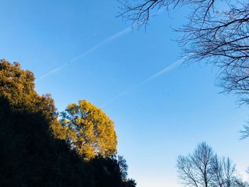 Low angle view of trees against blue sky