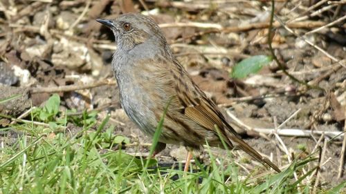 Close-up of a bird perching on a field