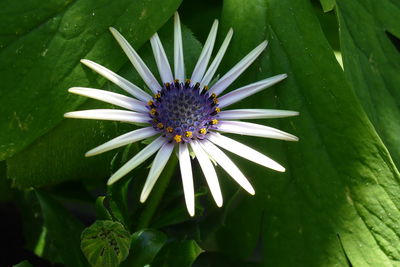 Close-up of flowers