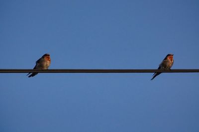 Low angle view of bird perching on cable against clear blue sky