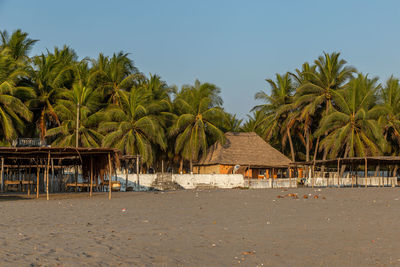 Palm trees on beach against clear sky