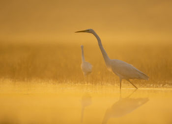 Great white heron in sunrise in misty morning