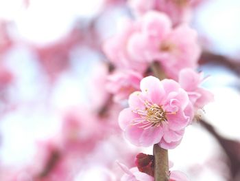 Close-up of pink flowers