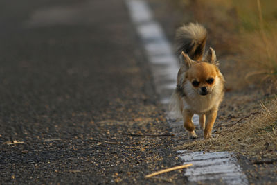 Portrait of chihuahua walking on road