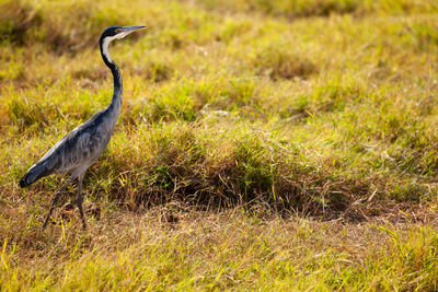 High angle view of gray heron on field