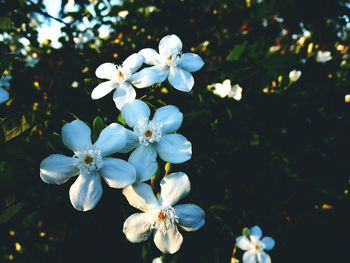 Close-up of flowers and tree