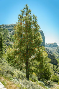 Trees growing in forest against clear sky