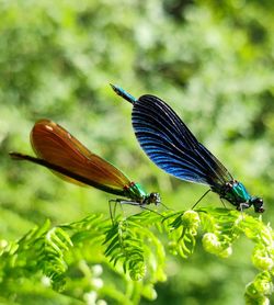 Close-up of damselfly on plant