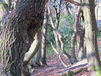 Trees in forest