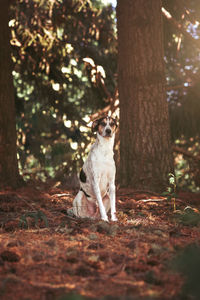 A dog posing in the woods