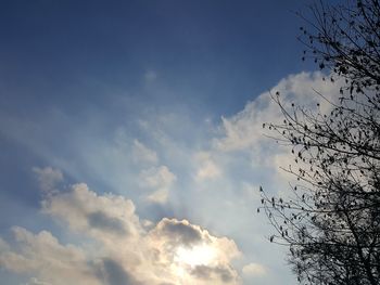 Low angle view of bird flying against sky