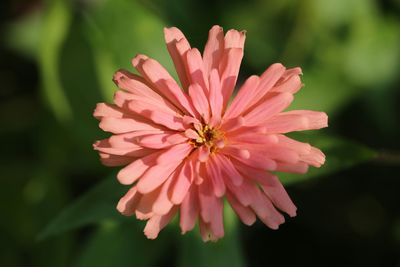 Close-up of pink flower