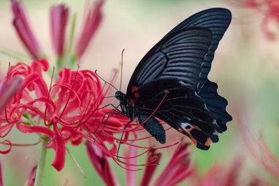 Close-up of butterfly pollinating on flower