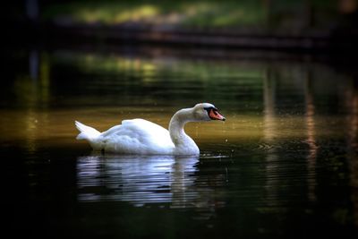 Close-up of swan swimming in lake