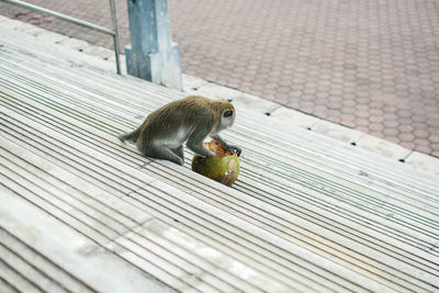 High angle view of monkey eating coconut