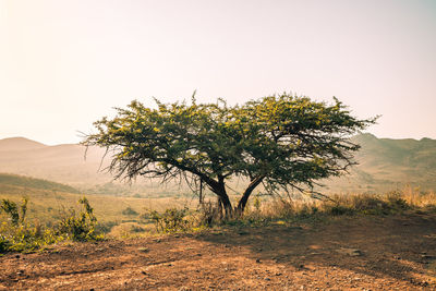 Tree on field against clear sky