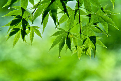 Close-up of fresh green plant