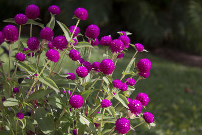 Close-up of pink flowering plants in park