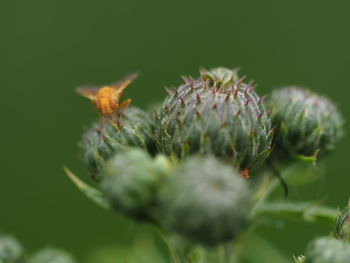 Close-up of insect on flower