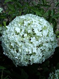 Close-up of white flowers