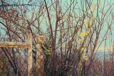 Bare trees in forest against sky