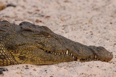 Close-up of a crocodile