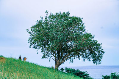 Trees on field against clear sky