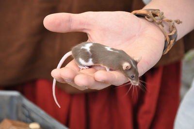 White brown tame rat