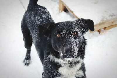 Portrait of black dog in snow