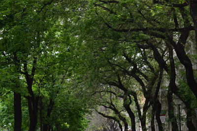 Low angle view of trees in forest