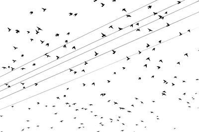 Flock of birds flying