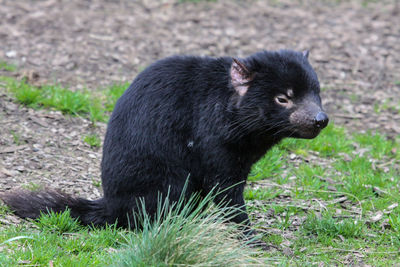 Side view of tasmanian devil on grass