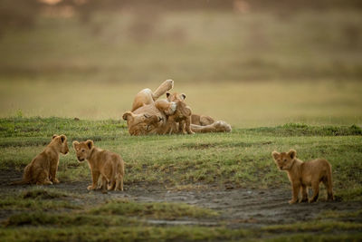 Big cat and cubs on grass